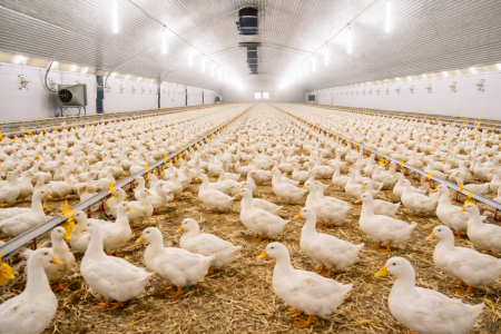 Farm (2).png
