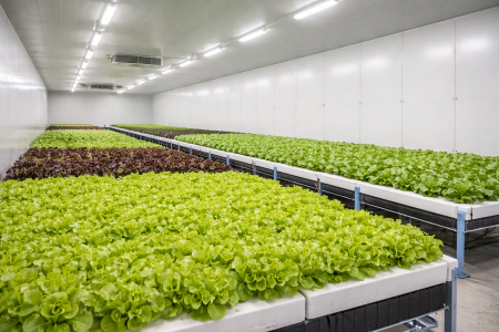 Plant-farm.png